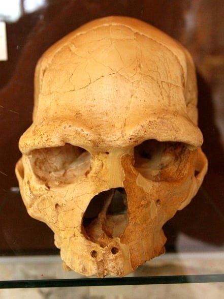 Homo heidelbergensis